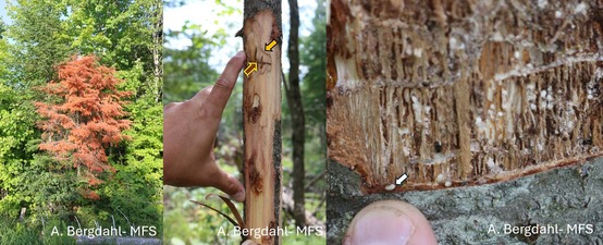 Dead fir trees