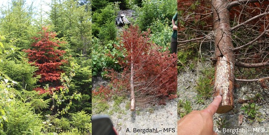 Fir trees that have turned brown