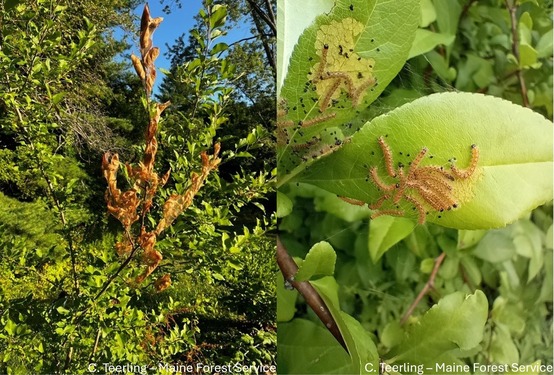 A branch with brown leaves; small yellow caterpillars on a leaf.
