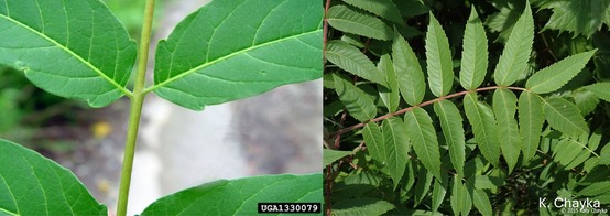 Two leaves, highlighting leaf edges