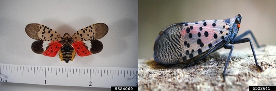 Two beetles with colorful red and white spotted wings