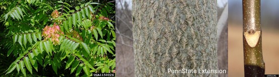Leaves and bark of a tree