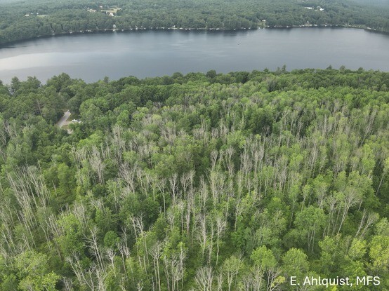 A forest of ash tree skeletons killed by emerald ash borer observed during aerial survey in Poland, ME.