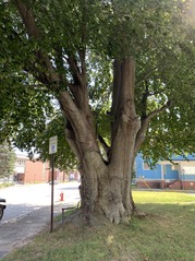 Copper beech - Lewiston