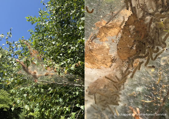 Native fall webworm caterpillar web in late August (left). Close up of fall webworm web, showing hairy, yellow-bodied fall webworm caterpillars on and inside their web (right). These webs will break down on their own in the next few months.