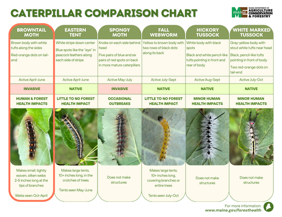 A chart comparing browntail moth caterpillars with other species commonly mistaken for browntail caterpillars: eastern tent, spongy moth, fall webworm, hickory tussock, and white marked tussock caterpillars. Click image to enlarge.