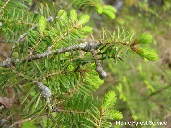 A branch of a fir tree
