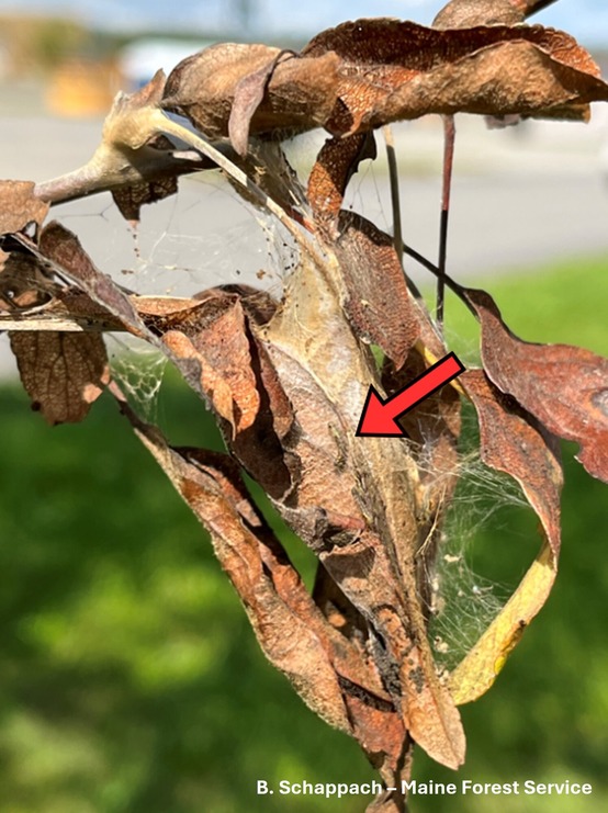 A bundle of dried leaves wrapped in silk