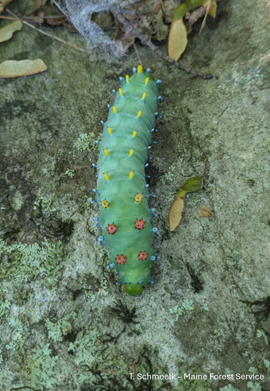 A fat, pale green caterpillar with orange and yellow spikes
