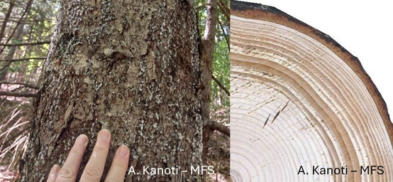 A tree trunk and a cross section of a tree showing rings