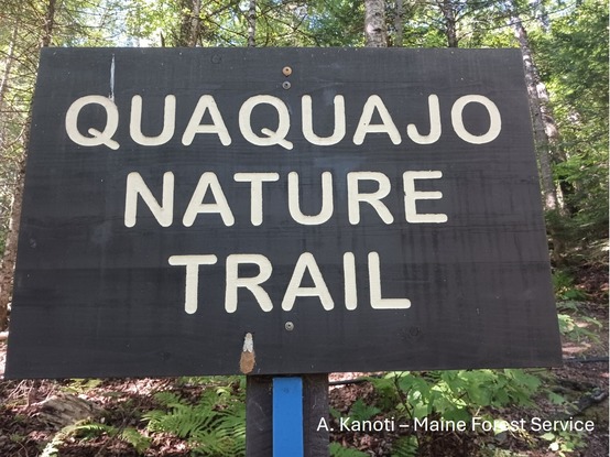A wooden sign in the woods