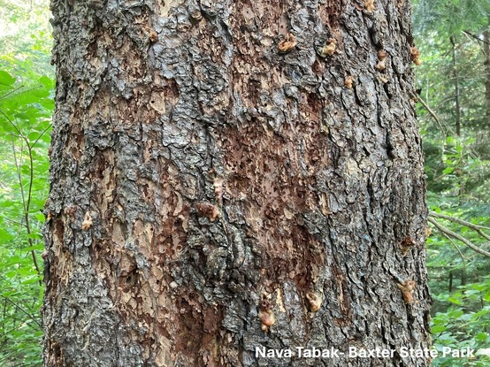 A tree trunk in the forest