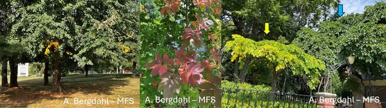 Three trees with leaves turning brown