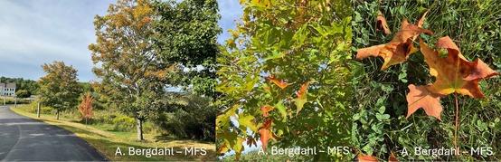 Three trees with brown leaves