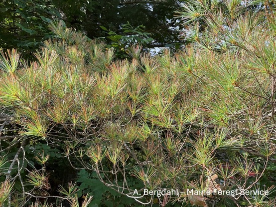 A pine tree branch with brown needles.