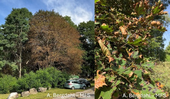 A tree with brown leaves; a tree branch with brown leaves.