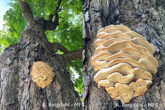 A tree trunk in the forest with a large fungus growing; a close up of the same fungus.
