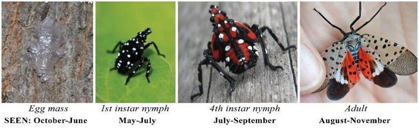 Spotted lanternfly at 4 stages of life