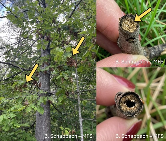 Oak twigs with hollow stems