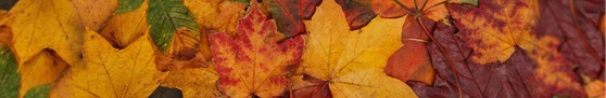 fall banner