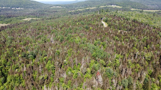 Defoliation damage from spruce budworm feeding.