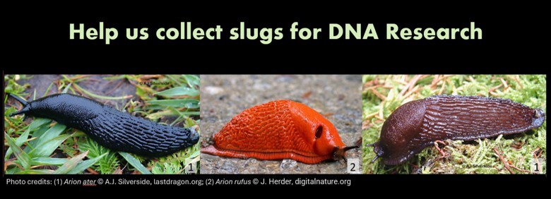 Arion slugs