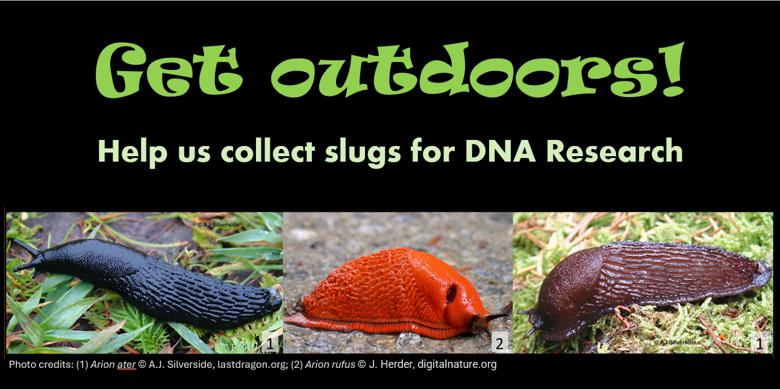 Collect large black, brown or red/orange slugs for DNA Research