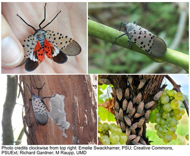 Spotted lanterfly adults and egg masses
