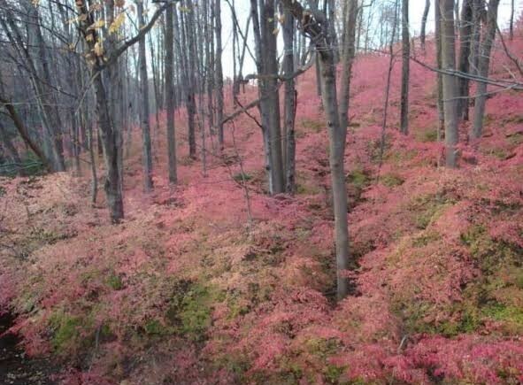 Burning bush covering the forest floor