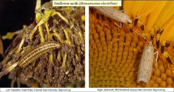 Sunflower seed moth caterpillars