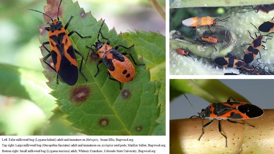 False milkweed bug, large milkweed bug and small milkweed bug