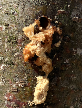 A honeylocust borer exit hole with frass