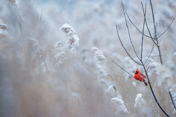 cardinal in snow