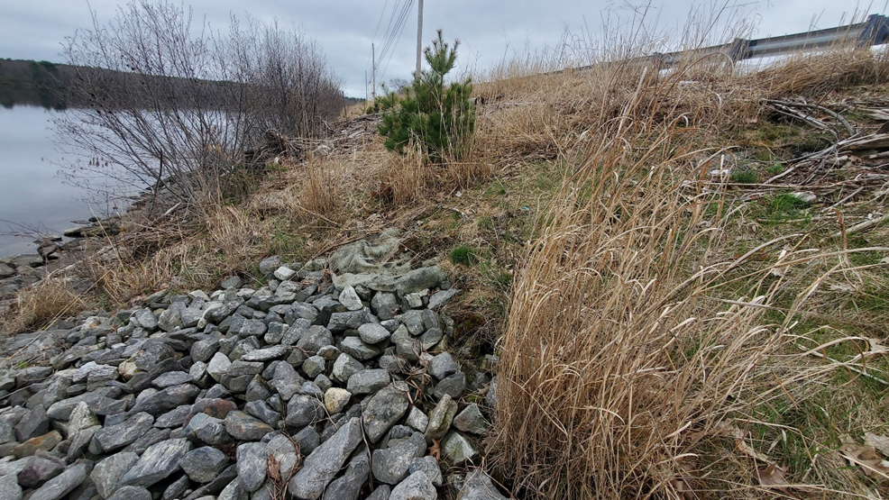 successfully secured river & roadside erosion & sediment control with vegetation and riprap