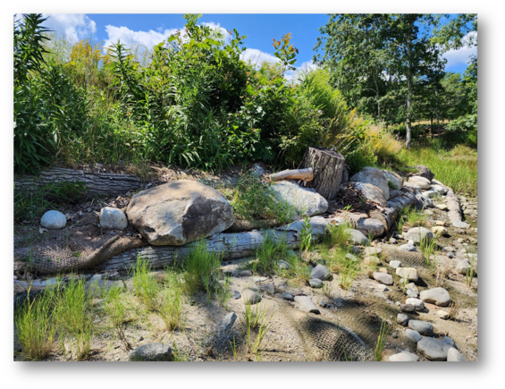 nature-based shoreline restoration with vegetation, rocks, logs, and netting