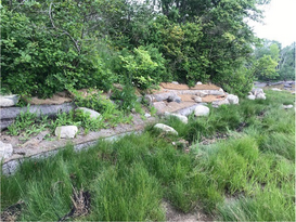 Living Shoreline