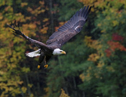 bald eagle in the fall