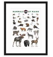 Mammals of Maine poster