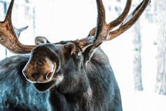 moose at the Maine Wildlife Park