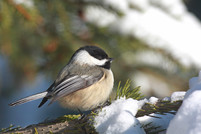 chickadee