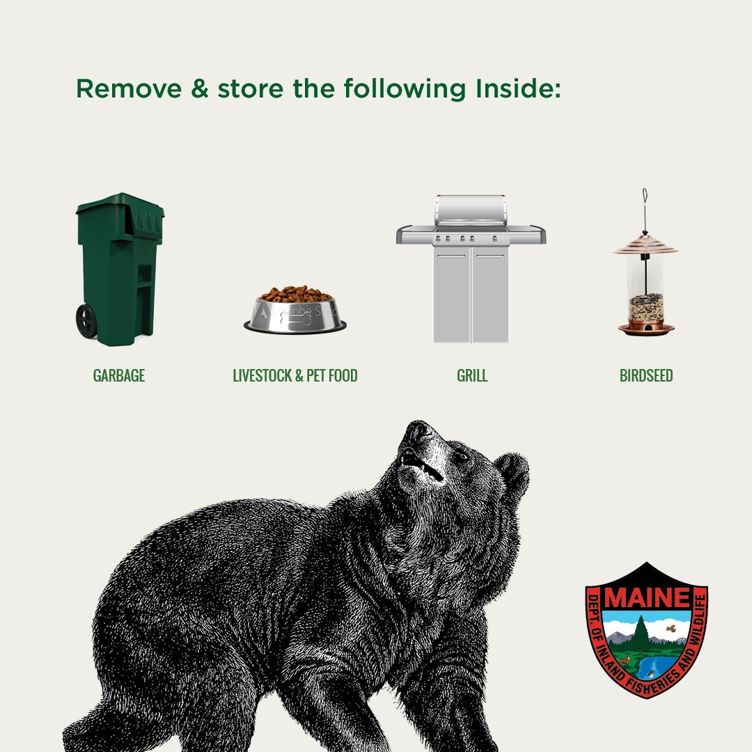 black bear conflict prevention
