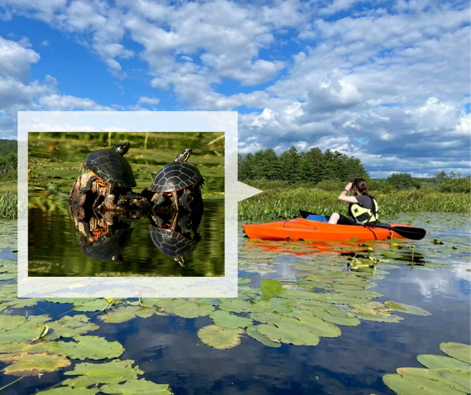 kayaker looking at turtles