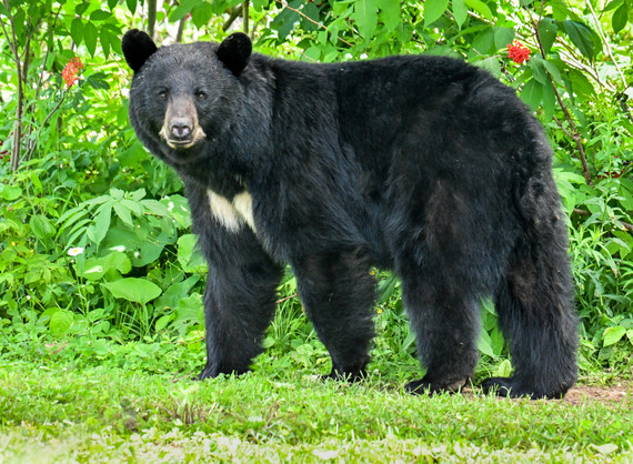 Maine black bear