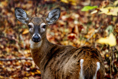 white-tailed deer