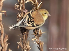American goldfinch