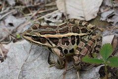 pickerel frog