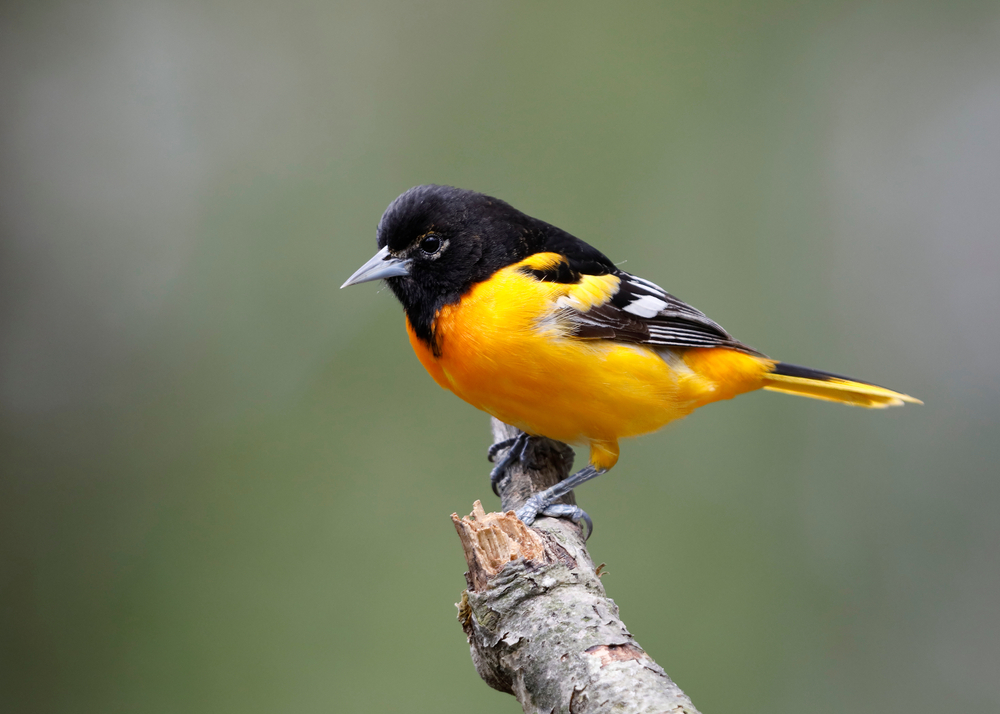 Baltimore oriole