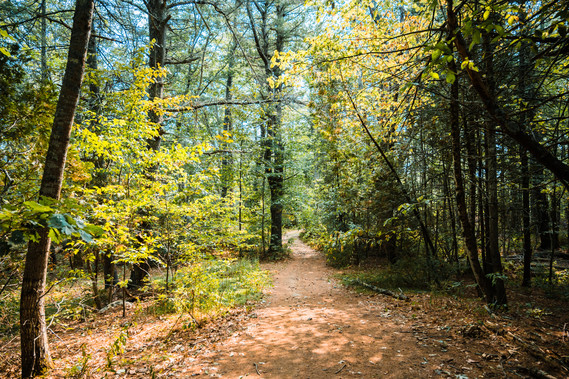 Maine forest