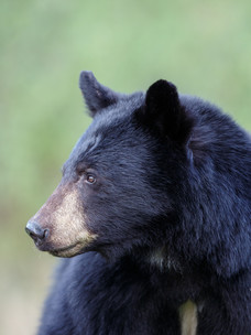 black bear