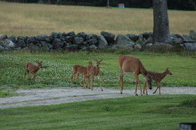 white tailed deer fawns and doe